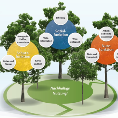 Kreislauf und funktionen der Nachhaltigkeit mit Holzbeständen