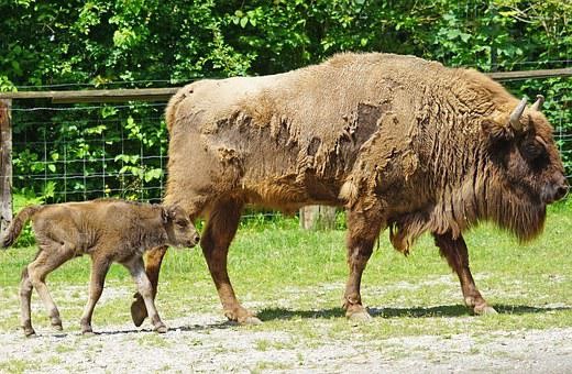 Amt51_Wisent
