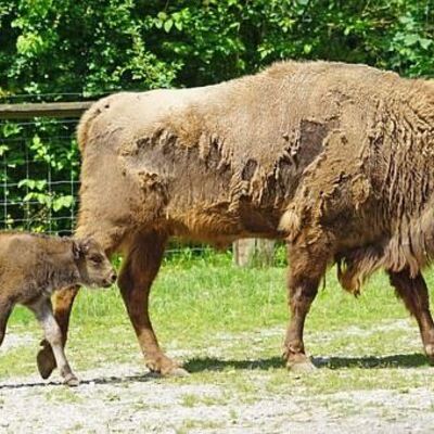 Amt51_Wisent