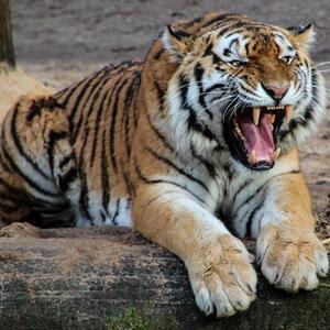 Tierpark