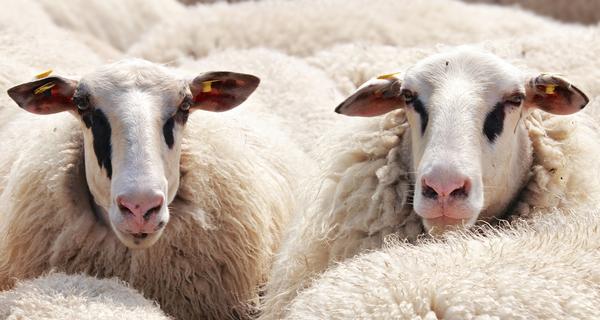 Zwei Schafe in einer Herde schauen in die Kamera
