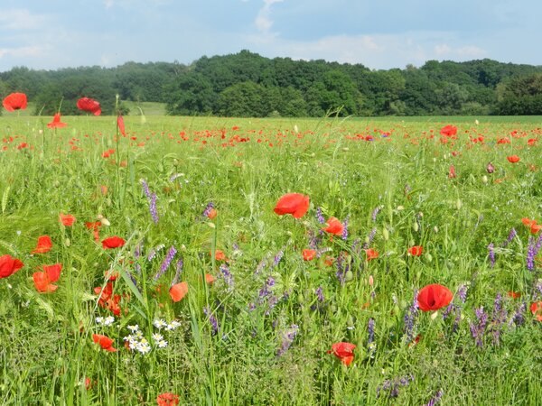 Landschaft &Ouml;ko-Modellregion Schaumburg