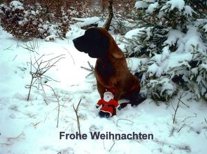 Braun-schwarzer Hund sitzt mit einem kleinen Weihnachtsmann im Schnee