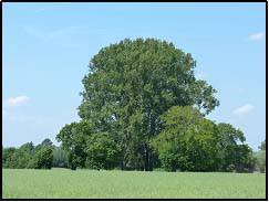 Ein großer Baum umzingelt von kleineren Bäumen