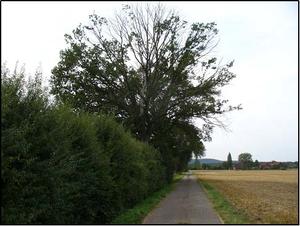 Heckenreihe mit Baum am Feldweg